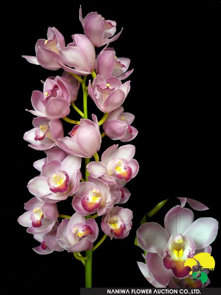 Cymbidium Tarte.jpg